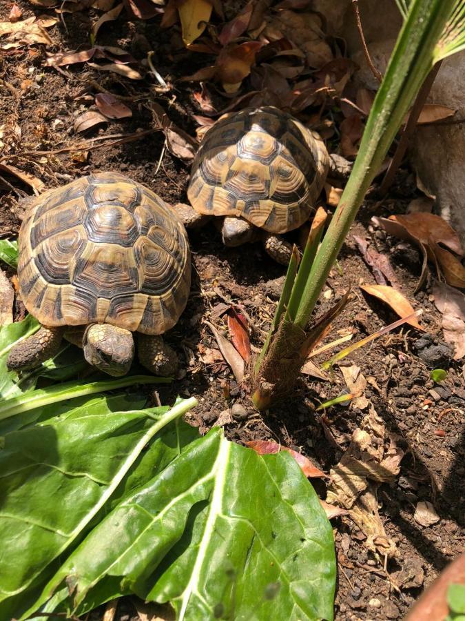 Tortoise Lägenhet Crikvenica Exteriör bild